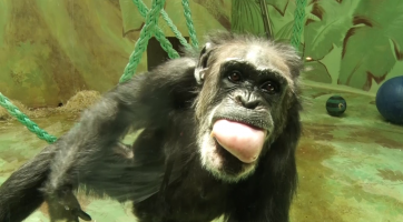 Šimpanzi z hodonínské zoologické zahrady oslavili svůj den