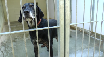 Radnice bude nově vozit nalezené psy do útulku ve Zlíně 