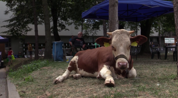 Na výstavu chovatelů lákala kráva Matylda a králičí hop