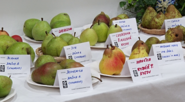 Výstava nabídla nejkrásnější ovoce, zeleninu a květiny