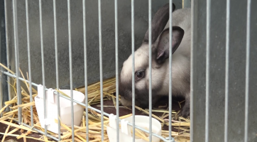 Chovatelský areál o víkendu ožil výstavou drobného zvířectva