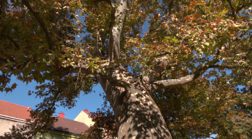 DDM Šikula oslavil Den stromů