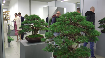 Ve Starém Městě se konaly Bonsajové dny ŠuTry 2022