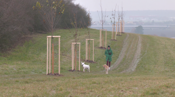 Sady a Mařatice jsou bohatší o 74 stromů