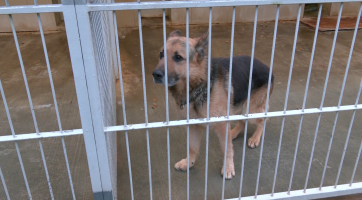 Psi a kočky ze zlínského útulku dostali vánoční dárky