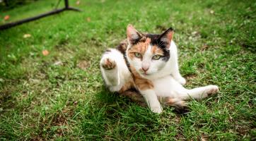 600 kastrací za 4 roky. Boj s nekontrolovaným množením koček Valašskému Meziříčí vychází