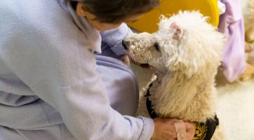Okamžiky radosti i dojetí. Pacienty v Kroměřížské nemocnici navštívily fenky Megy a Keisy