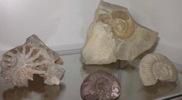 Na zámku Kinských vystavují výstavu Zkamenělá moře Valašska