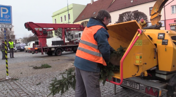 Vánoční stromy se mění na mulč