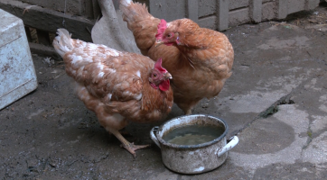 Chovatelé musí do pátku nahlásit stavy drůbeže a ptactva 