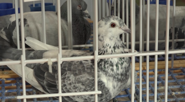 Poštovní holubi se sletěli do Hluku na celostátní výstavu