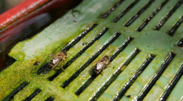 Loni kraj rozdělil mezi včelaře téměř 1,5 milionu korun