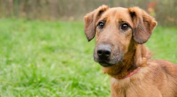 Útulkové jaro už zítra na Vršavě! Přijďte podpořit chlupáče do zlínského útulku
