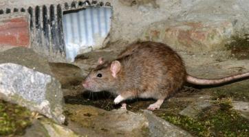 Ve Zlíně zítra začne jarní deratizace. Potrvá téměř měsíc