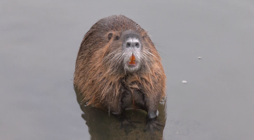 Kyjovská radnice vyzývá obyvatele, aby nekrmili nutrie