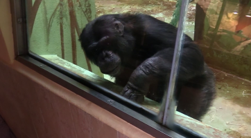 Trojici šimpanzích uprchlíků z hodonínské zoo museli uspat a návštěvníky evakuovat