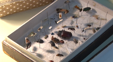 Výstavní prostory Sálu Evropa zaplnily zvířata i stromy