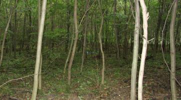 Kostra muže se u Kněžpole našla už před osmi lety. Policie stále pátrá po jeho totožnosti