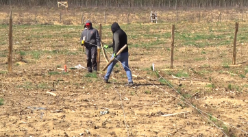 K obnově lesa po tornádu už došlo i v lokalitě Pánov