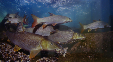 V Galerii Vladimíra Hrocha je k vidění Tajuplný svět ticha