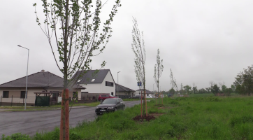 Služby města vysadili téměř sto vzrostlých stromů