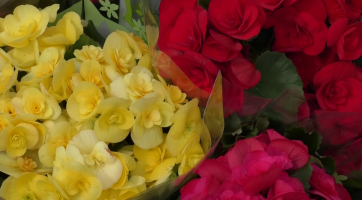 Květinový jarmark se vrátil zpět na náměstí