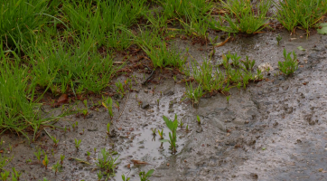 Remízky, stromořadí nebo tůňky by měly pomoct zadržet vodu v krajině