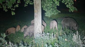 Zlínské Jižní Svahy obsadila divoká prasata. Nekrmte je, varuje město