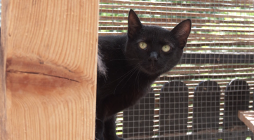 Kočičí útulek ve Fryštáku hledá dobrovolníky na pomoc s jeho budováním