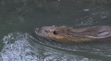 Nutrie u Kyjovky se množí