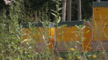 Zahradu Čiperovy vily obývají noví nájemníci