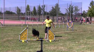 Kynologický klub nabízí pomoc majitelům psů