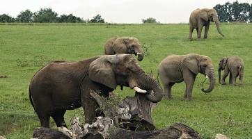 Jack už je ve zlínské zoo jako doma! Třicetiletého samce můžete vidět ve výběhu v Karibuni s ostatními slony