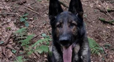 Do pátrání po duševně nemocné seniorce se zapojili psovodi i vrtulník