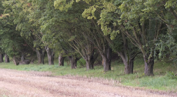 Kraj chce v holešovské průmyslové zóně vybudovat biokoridor