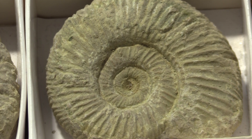 Do Muzea naftového dobývání a geologie se sjeli příznivci kamenné krásy