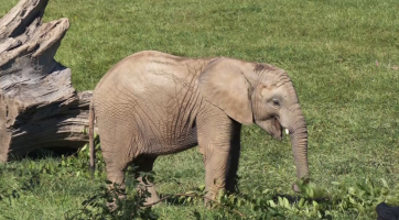 Jack sám spořádá to, co tři jeho kolegyně dohromady