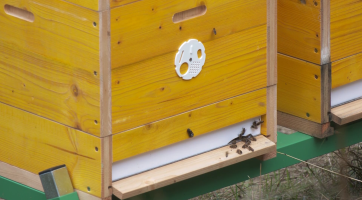 Nové obyvatele Čiperovy vily už můžete sledovat online