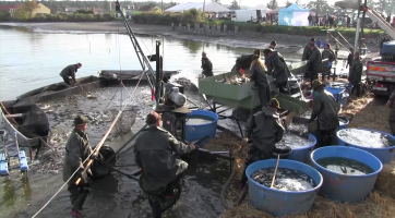 Obnovený výlov rybníka Dvorský přilákal stovky lidí