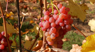 Šlechtitelská stanice přichází s novými odrůdami