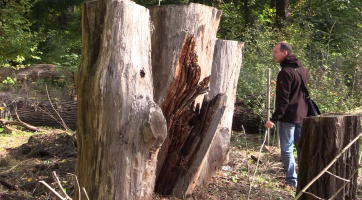 Ve Veselí skončila revitalizace zámecké bažantnice