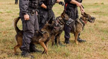 Psovodi ve Zlíně vypátrali zloděje s lupem za 10 tisíc korun. Bezpečnostní čip jim měl někdo schválně strčit do batohu