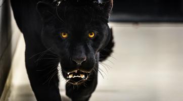 Obrovská radost ve zlínské zoo! Z Francie dorazil nový samec jaguára jménem Akabo