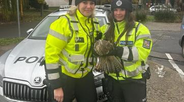 Mise byla úspěšná! Policistky zachránily zraněné káně ležící na dálnici