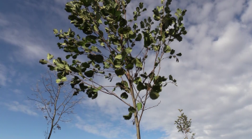 Alej života museli vysázet znovu