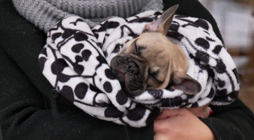 Na Tržišti Pod Kaštany se konal psí a knižní market s Bárou Nesvadbovou