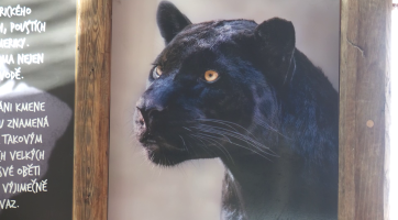 Jaguáří puberťák si po měsíci zvykl na nové prostředí i parťačku