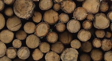 Ve zlínských lesích se kácí, těžba potrvá až do března