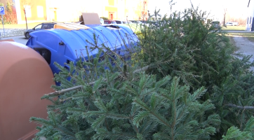 Svoz vánočních stromků v Hodoníně potrvá přibližně do poloviny února