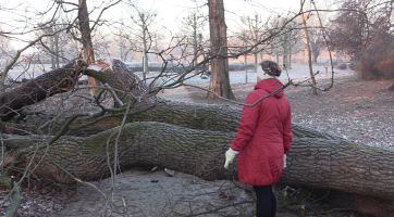 Padlý strom v zámeckém parku ve Veselí poslouží krasci dubovému